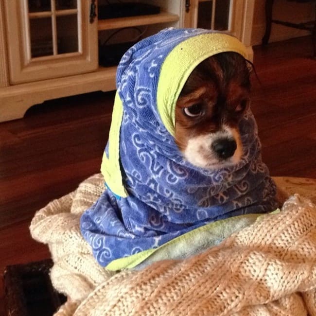 dcb92dd7edf9d3f443e4ef34e21b80dd_650x