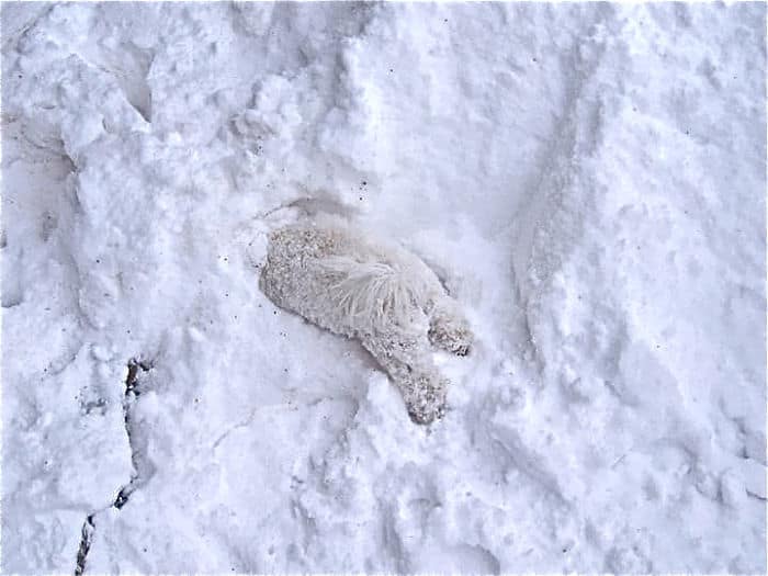 dog buried in snow
