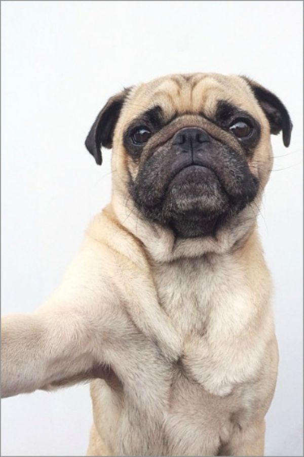dog-selfie10 (1)