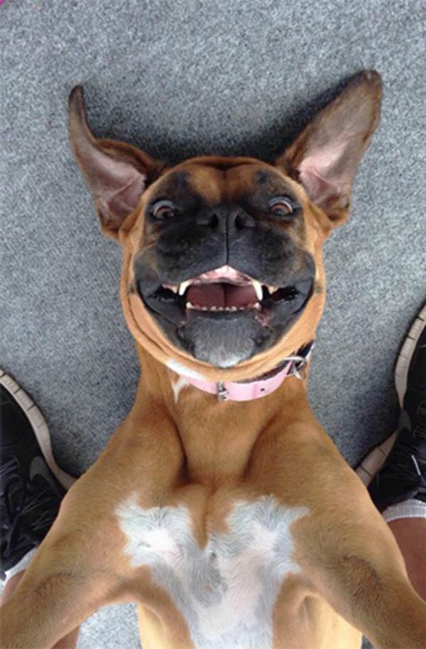 dog-selfie17 (1)