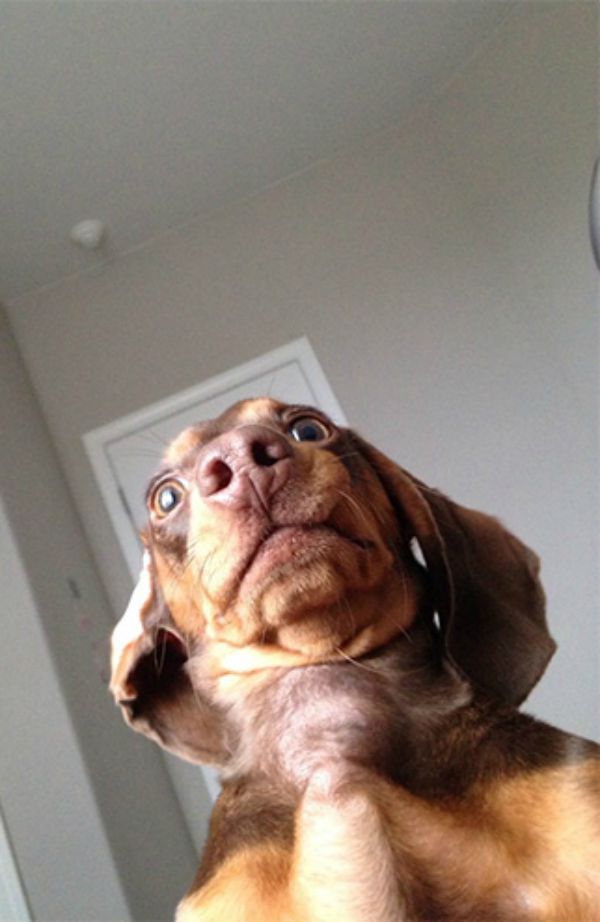 dog-selfie4