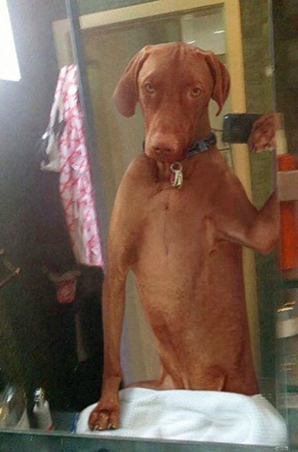 dog-selfie6 (1)