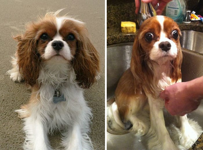 20 Funny Photos of Dogs Before and After Bath Time - Small Joys