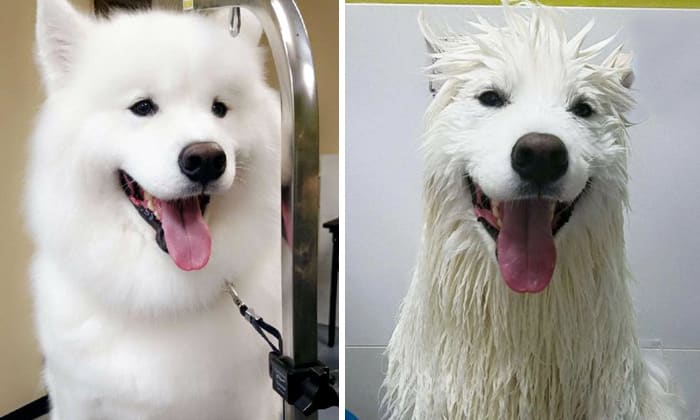 Green Dog Grooming