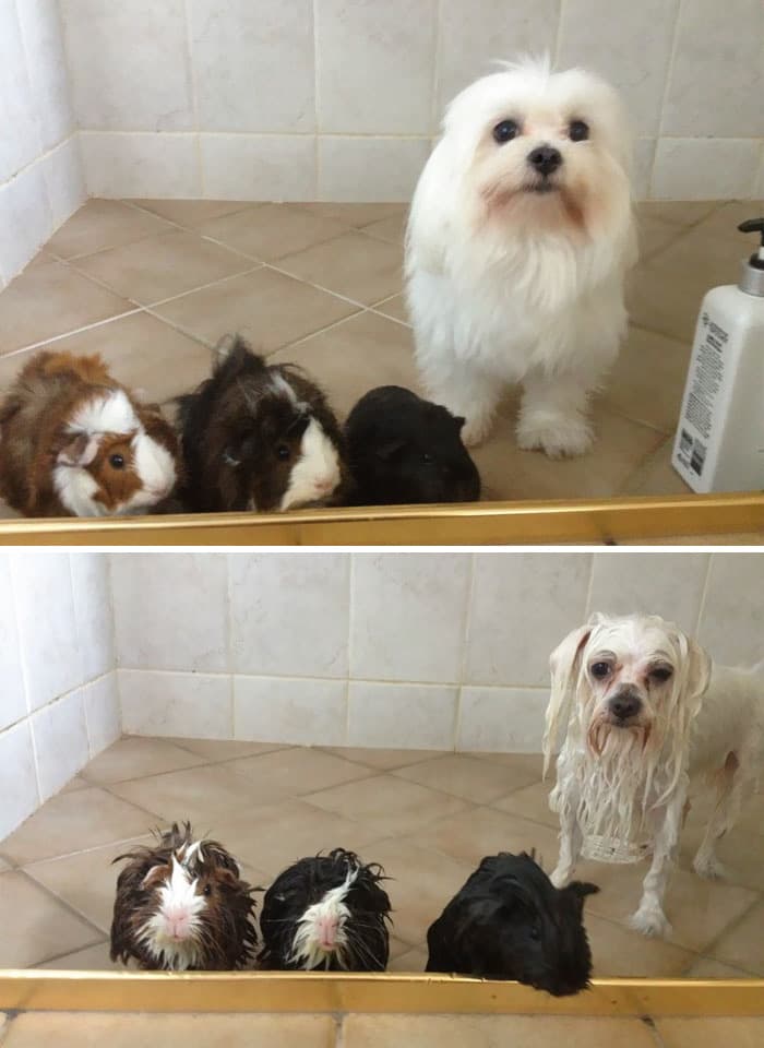 dogs before and after bath time 3.jpg