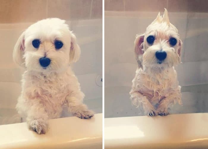dogs before and after bath time 7.jpg