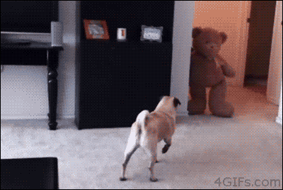 dogs scared of normal things 11.gif