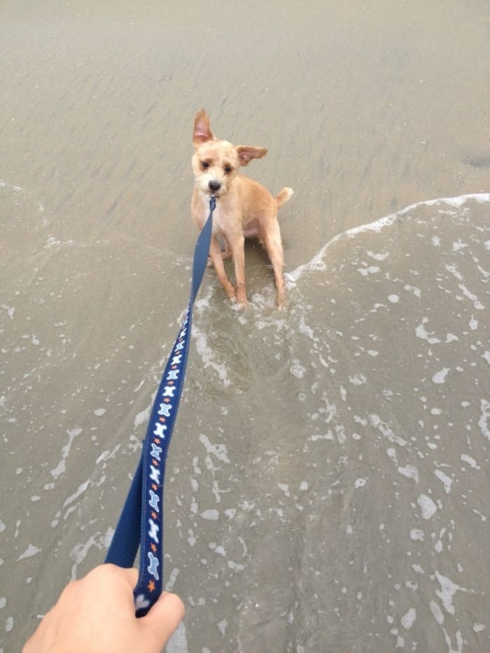 dogs scared of normal things 16.jpg