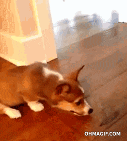 dogs scared of normal things 3.gif