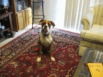 dogs scared of normal things 4.gif