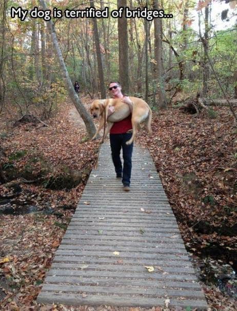 dogs scared of normal things 5.jpg