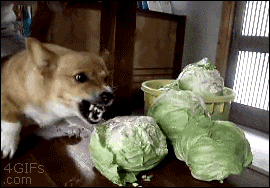 dogs scared of normal things 6.gif