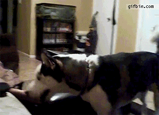 dogs scared of normal things 8.gif