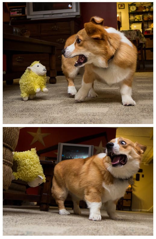 dogs scared of normal things 9.jpg