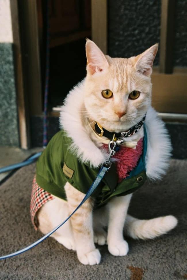 ed5ba68ff994bb24a50ad43c3227430b_650x