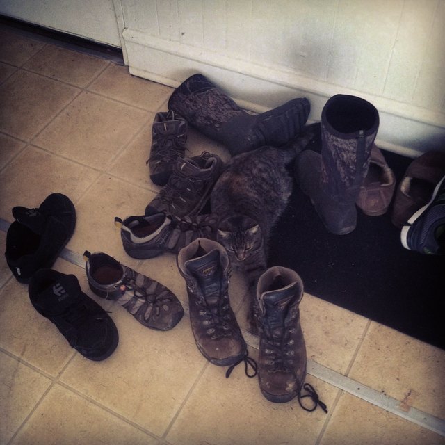 Tortoiseshell cat blending in with shoes