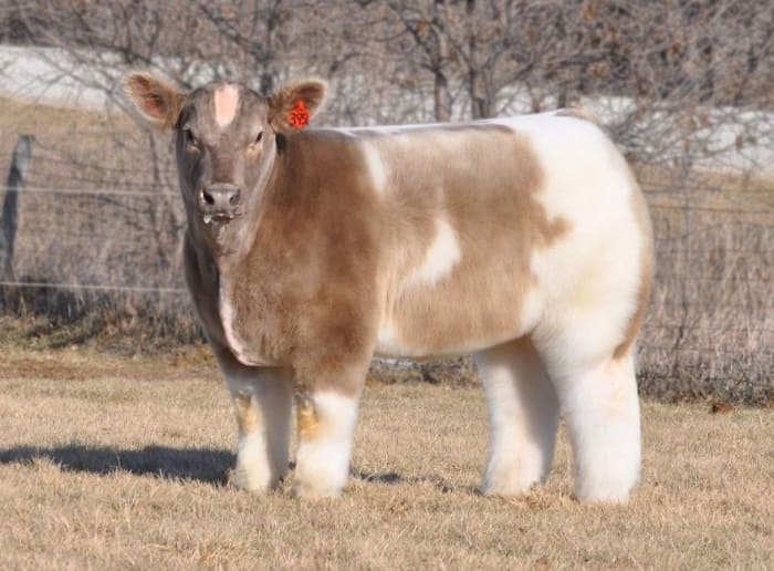 fluffy cow
