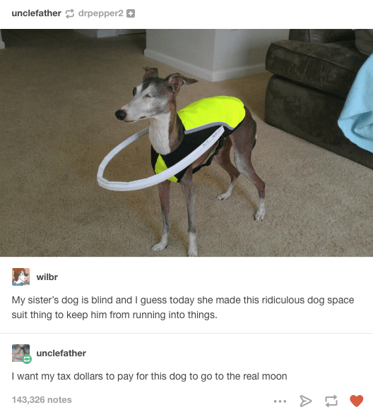 funniest dog photos in existence 2.png