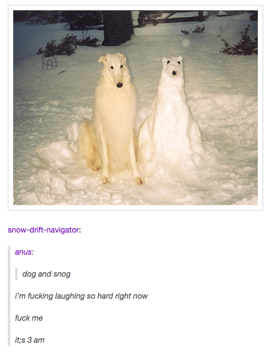 funniest dog photos in existence 9.png