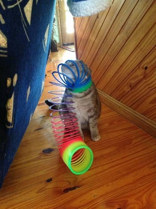 funny cat photos 13
