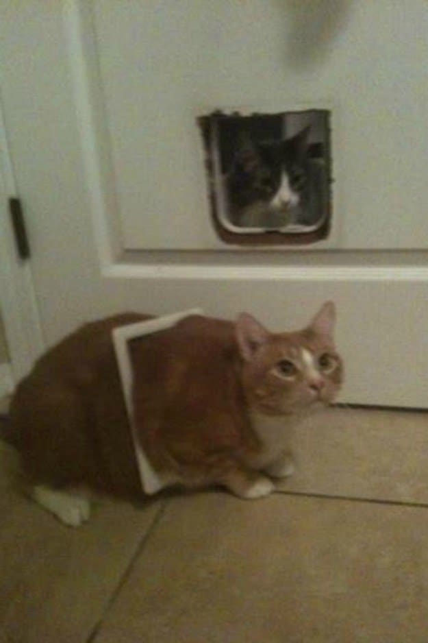 funny cat photos 19