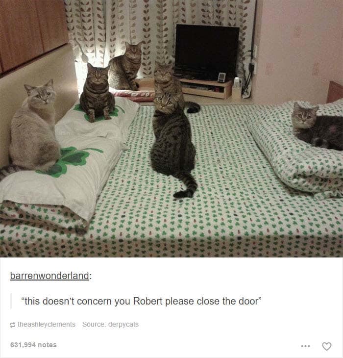 funny cat posts tumblr 1