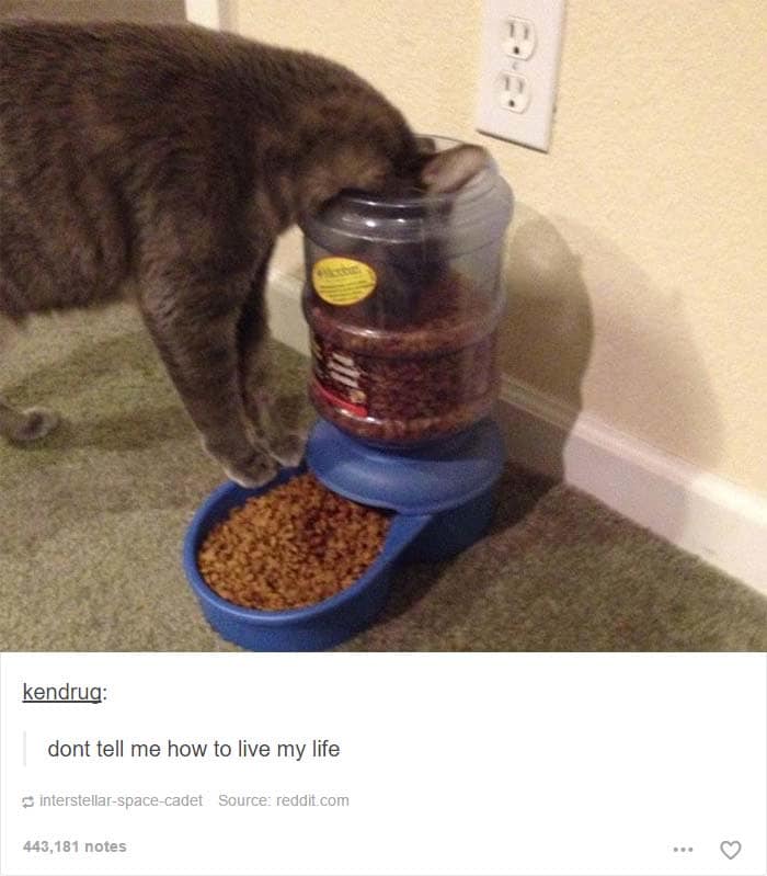 funny cat posts tumblr 11
