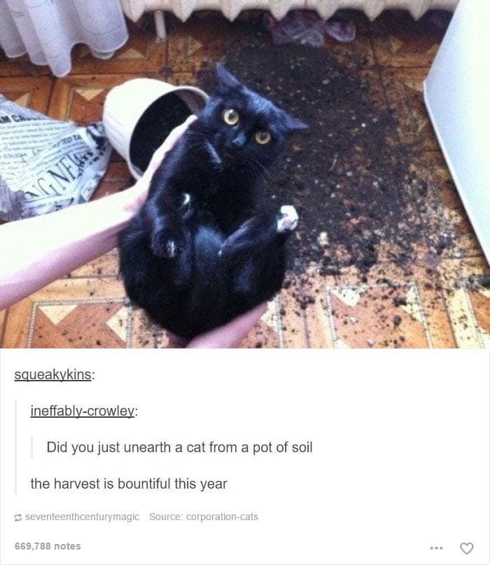 funny cat posts tumblr 12