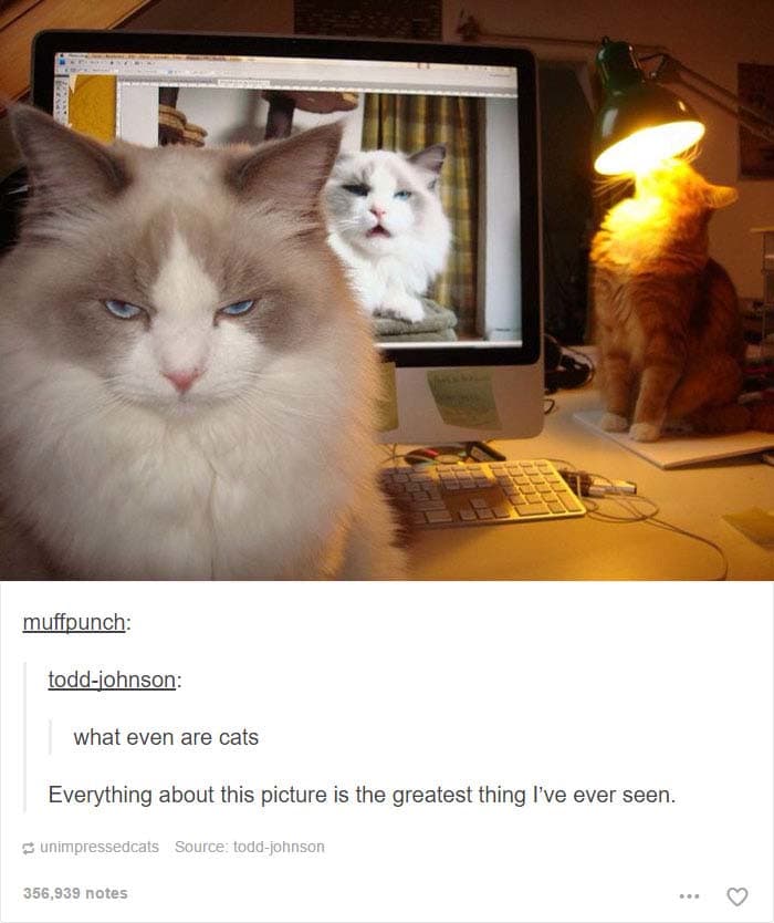 funny cat posts tumblr 13