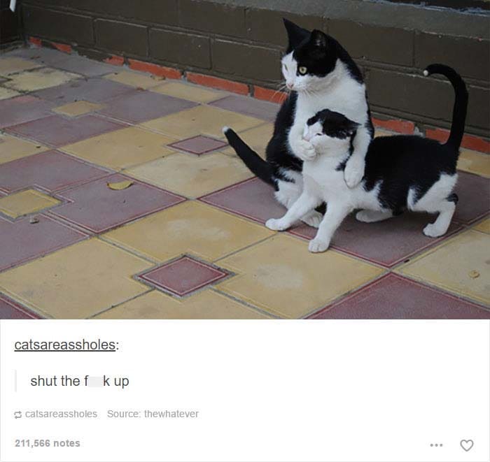 funny cat posts tumblr 14