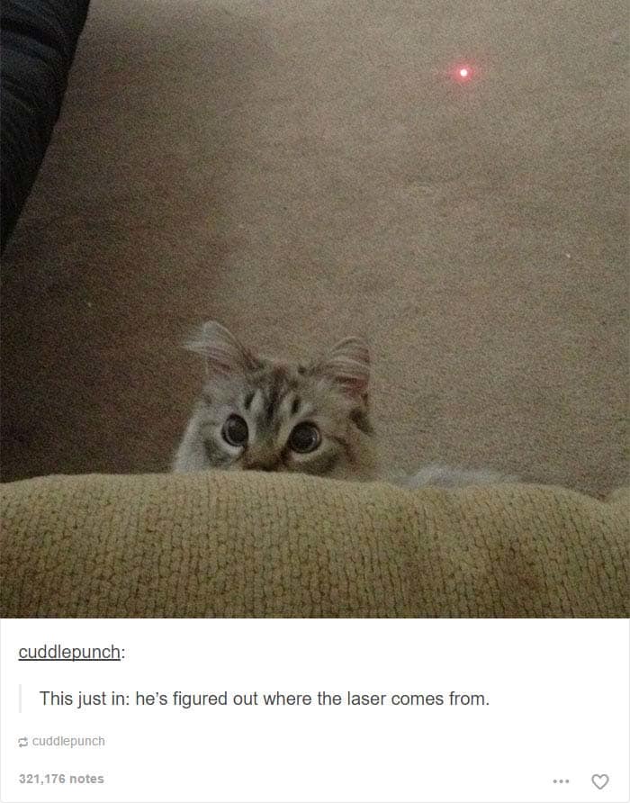funny cat posts tumblr 15
