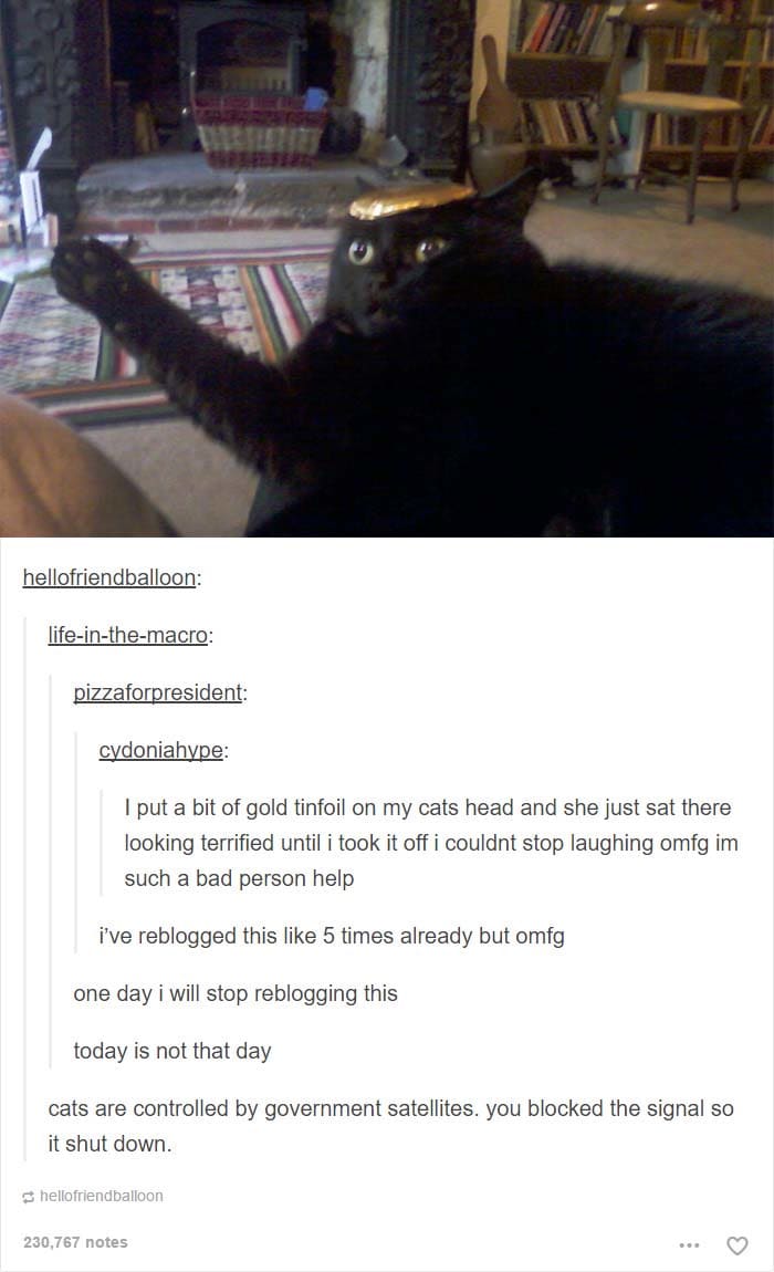 funny cat posts tumblr 16