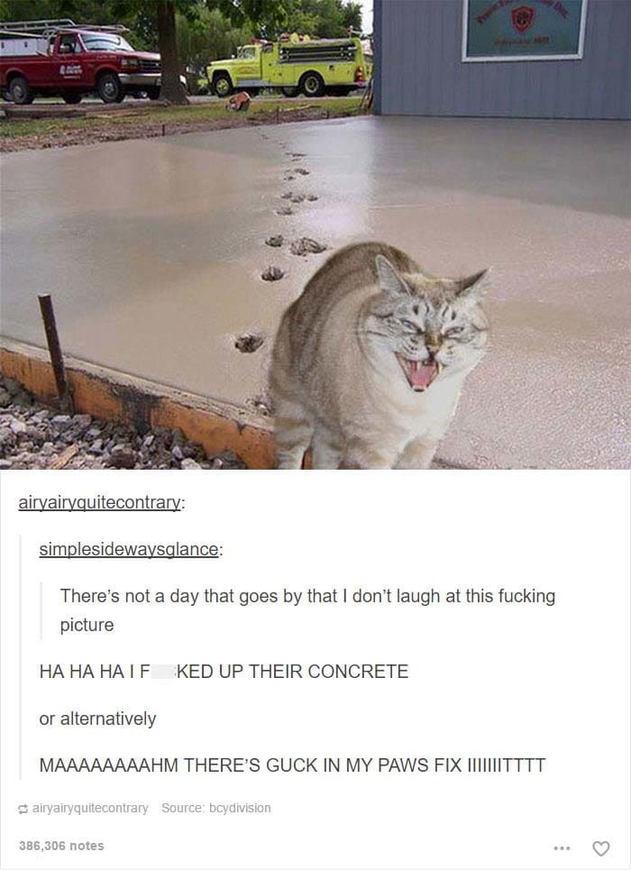 funny cat posts tumblr 17