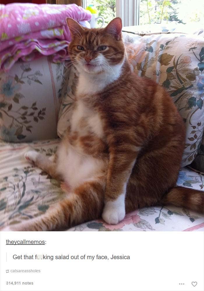 funny cat posts tumblr 18