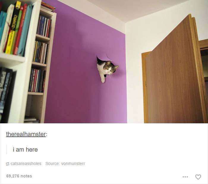 funny cat posts tumblr 19