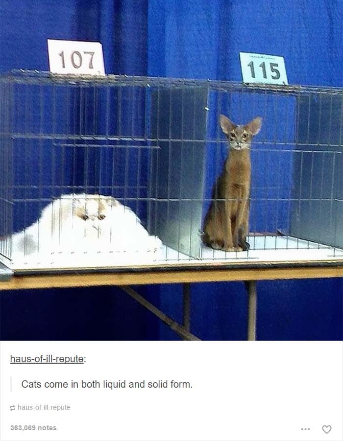 funny cat posts tumblr 2