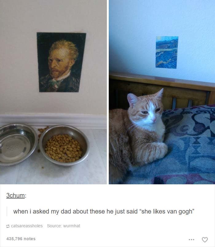 funny cat posts tumblr 20