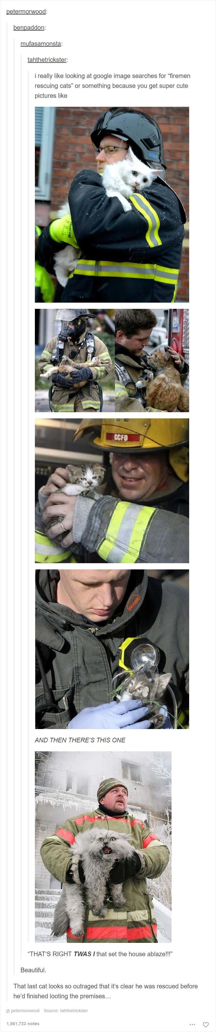 funny cat posts tumblr 3