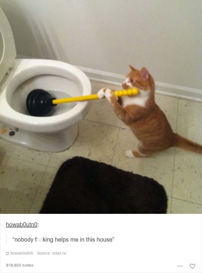 funny cat posts tumblr 4