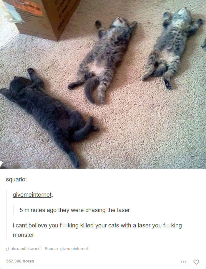 funny cat posts tumblr 5