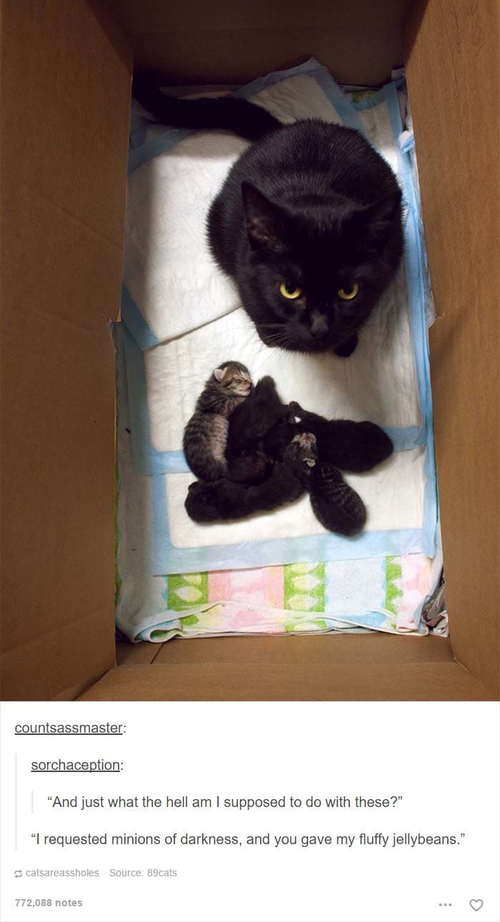 funny cat posts tumblr 6