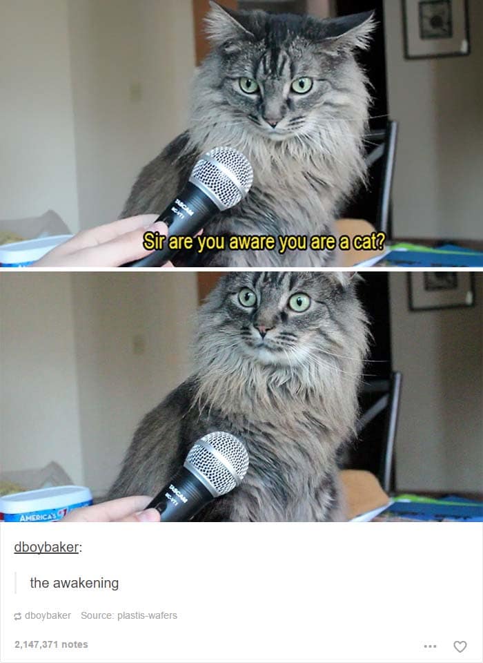 funny cat posts tumblr 7
