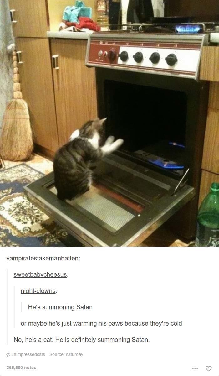 funny cat posts tumblr 8