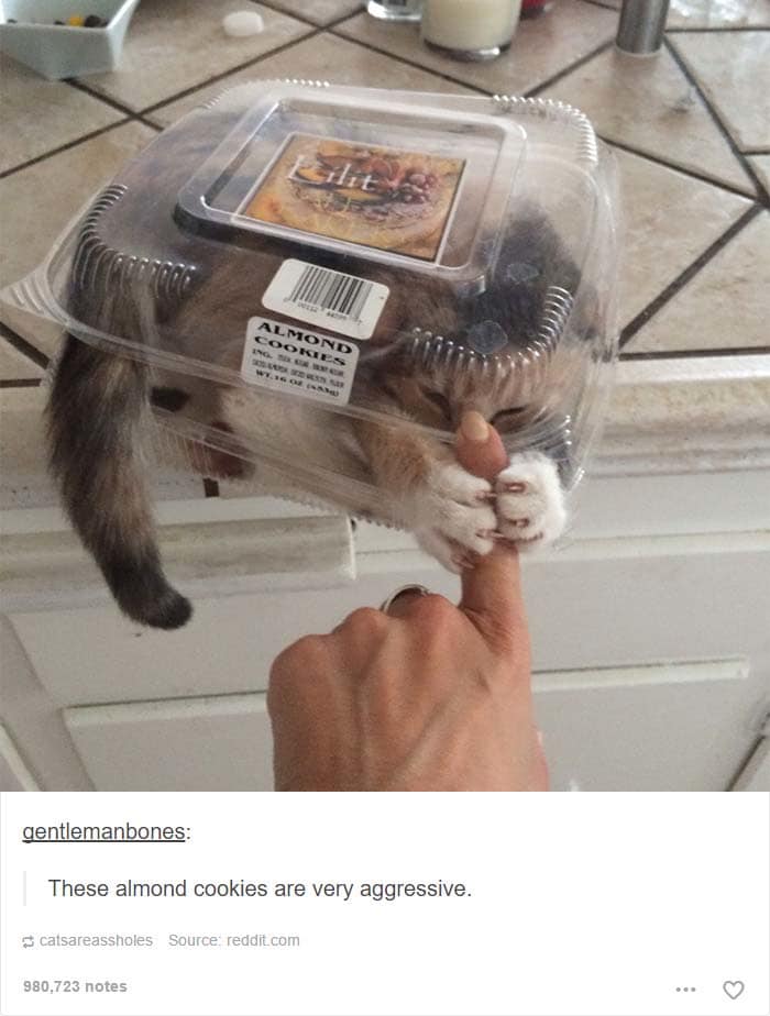 funny cat posts tumblr 9