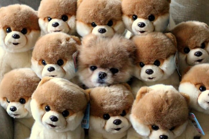 funny-pets-masters-of-camouflage-bear