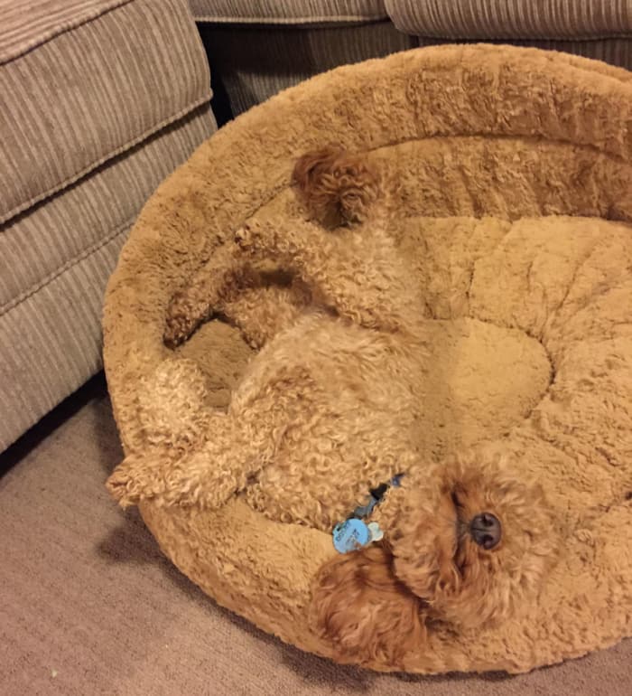 funny pets masters of camouflage bed