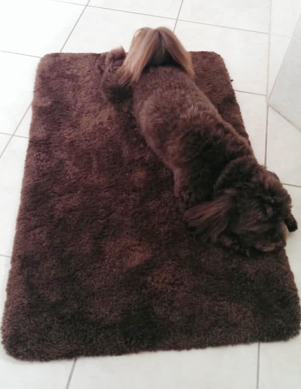 funny pets masters of camouflage brown rug