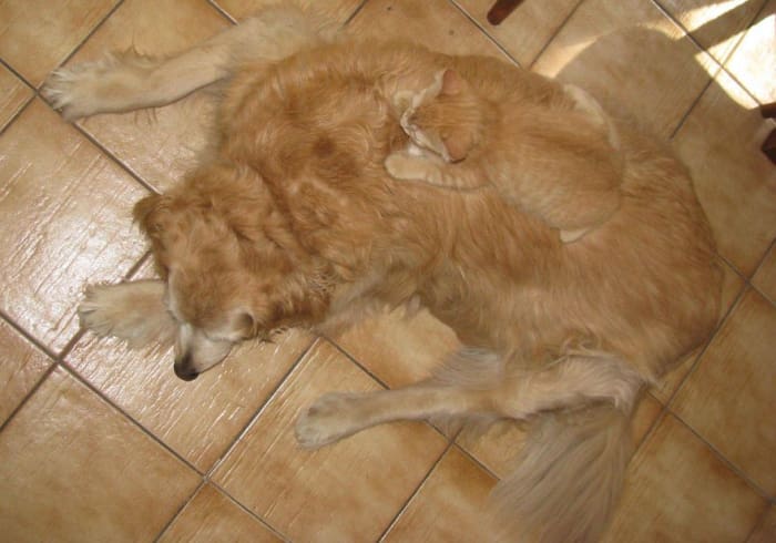 funny pets masters of camouflage cat on dog