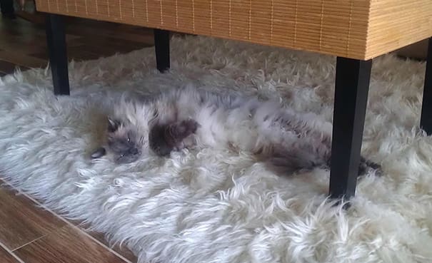 funny pets masters of camouflage cat rug