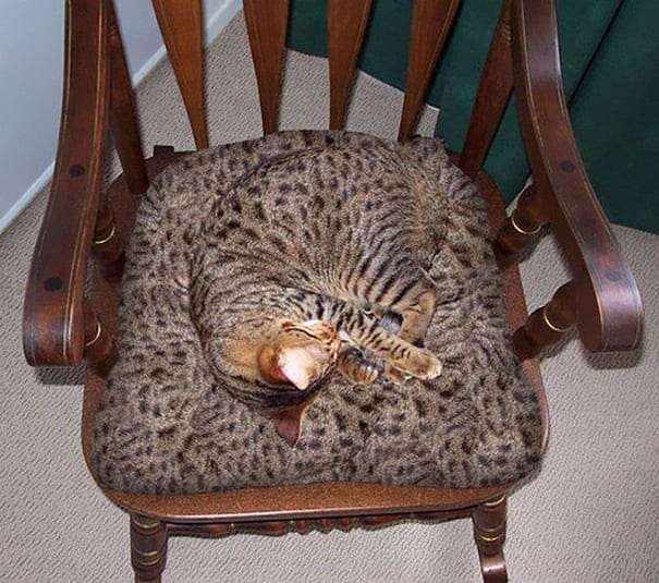 funny pets masters of camouflage chair cat